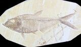 Detailed, Diplomystus Fossil Fish - Wyoming #63948-1